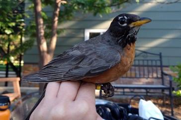 An American robin perched on a hand in an urban landscape, a house and a bench in the background.
