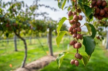 A vine of kiwiberries hangs toward the ground at the kiwiberry vineyard located at UNH’s Woodman Horticultural 研究 Farm in Durham, NH.